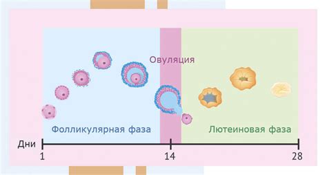 Как предотвратить неудачу фолликула