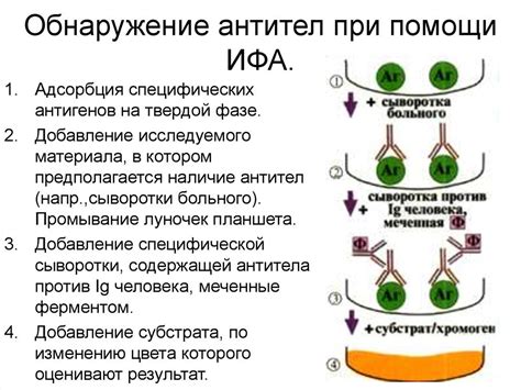 Как проводится ИФА