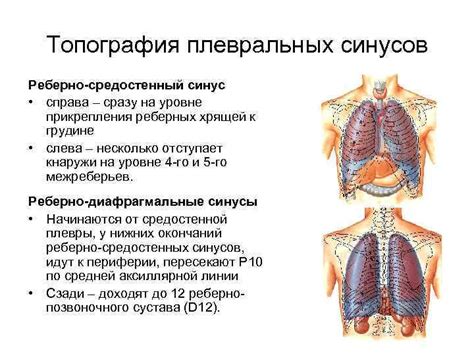 Как происходит дифференцирование плевральных синусов?