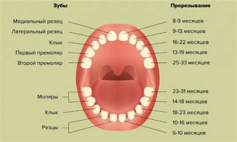 Как происходит замена молочных зубов у взрослых?