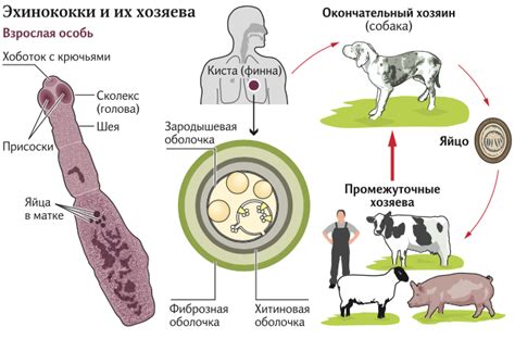 Как происходит заражение рубцом?