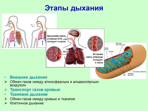 Как происходит люстрация человека