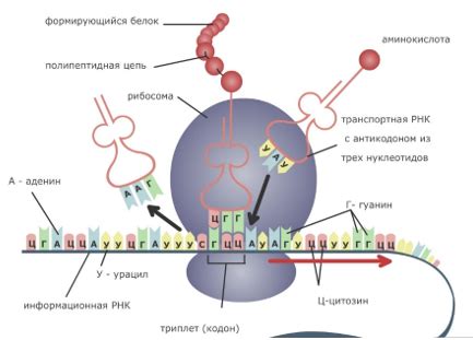 Как происходит определение консервативного белка