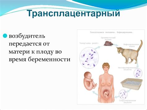 Как происходит передача инфекции от матери к плоду?