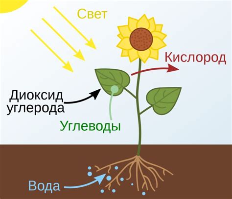 Как происходит процесс транспирации?