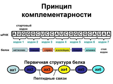 Как проходит обнаружение неколичественной РНК