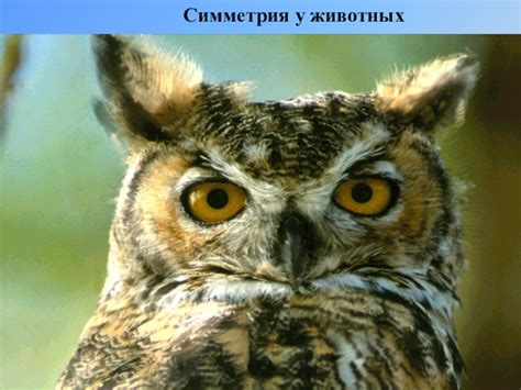 Как проявляется асимметрия у животных?