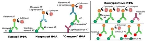 Как работает ИФА 4 поколения: основные этапы