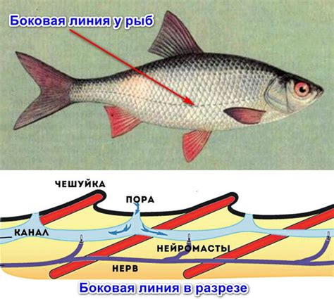 Как работает боковая линия у рыб