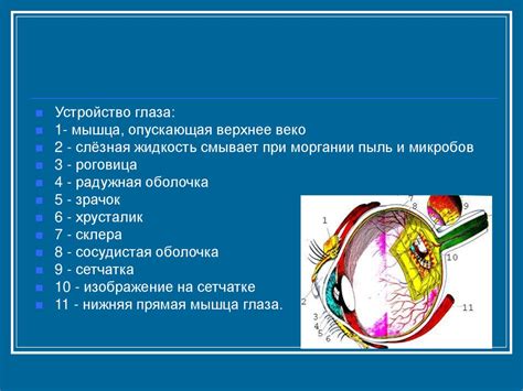 Как работает глаз на геоподоснове