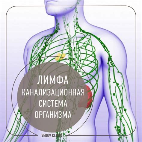 Как работает лимфатическая система организма?