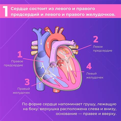 Как работает память сердца?