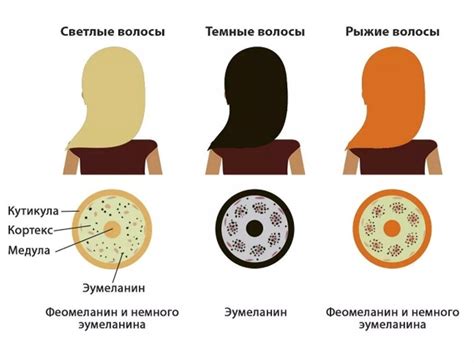 Как работает пигментация волос?