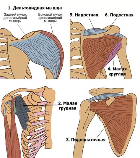 Как работает плечевой пояс?