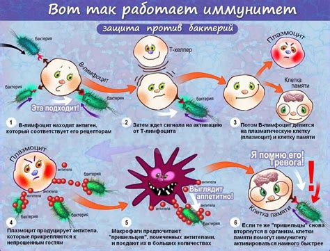 Как работает стадный иммунитет?