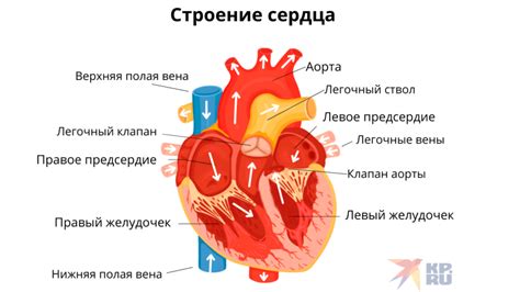 Как распознать человека с собачьим сердцем?