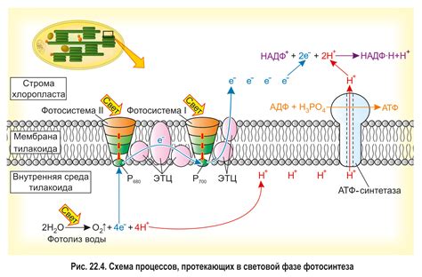 Как световая фаза работает на молекулярном уровне?