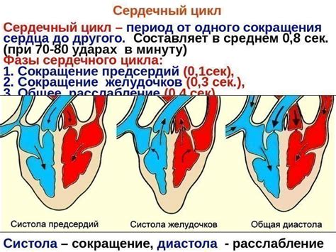 Как сердцево-сосудистая система обеспечивает сердечный цикл