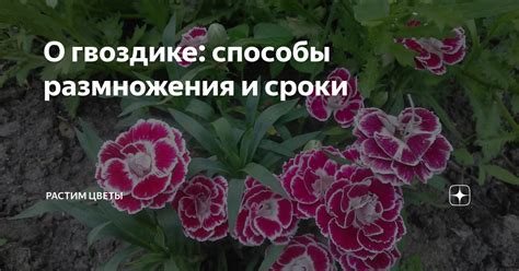 Как сновидения о обалденном гвоздике помогают Ларисе Рубальской принимать решения