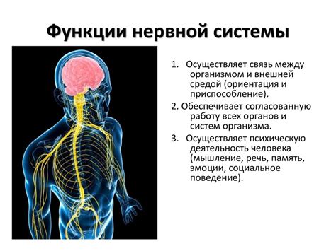 Как угнетение нервной системы влияет на организм