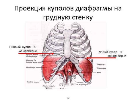 Как уплощение купола диафрагмы влияет на фокусировку