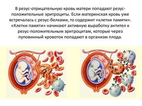 Как формирование 3 сосудов влияет на кровообращение между матерью и плодом?