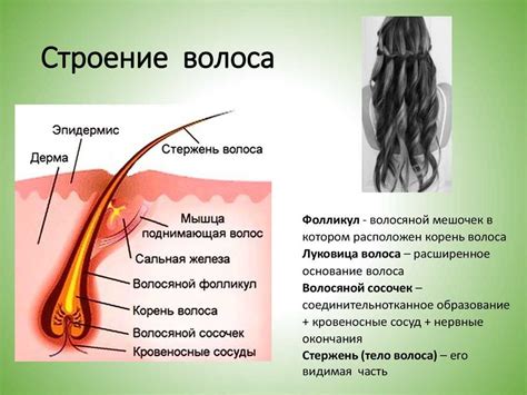 Как хлорка влияет на структуру волос?