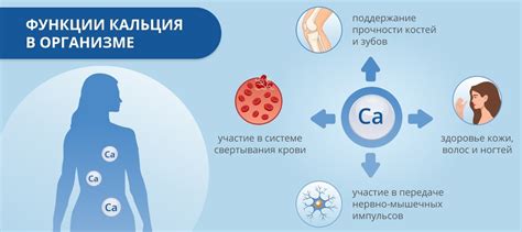 Кальций: недостаток в организме и его последствия