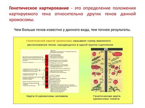 Картирование генов в генетике Фрау