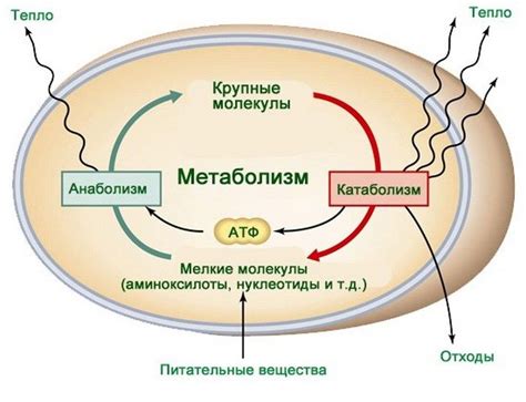 Катаболический метаболизм: основные этапы