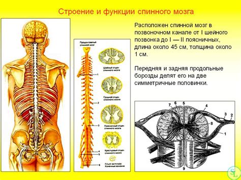 Каудальный отдел позвоночника: структура и функции