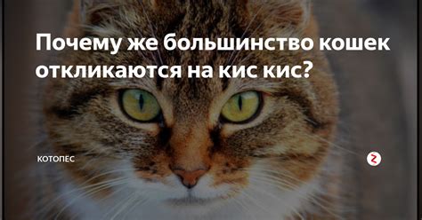 Кис: что это означает?