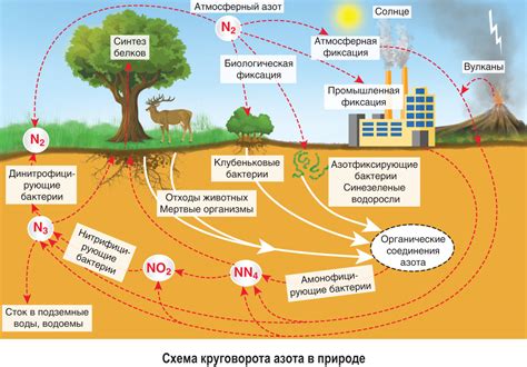 Кислород и глобальный цикл веществ