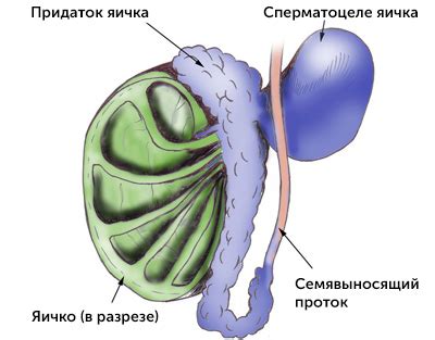 Киста левых придатков: основные симптомы