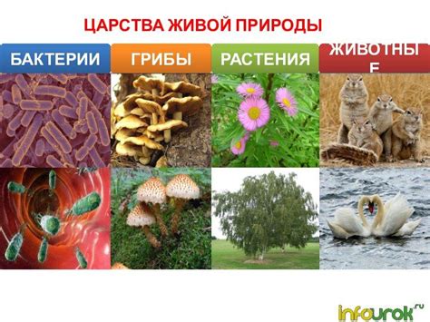 Классификация пелагических организмов