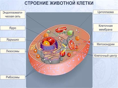 Клетка замкнутая: как извлечься из петли нафаршированных крыльев