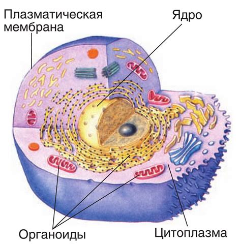 Клетки как строительные блоки организма