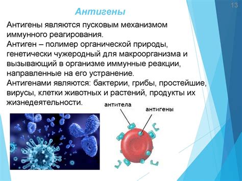 Клетки мишени и иммунная система