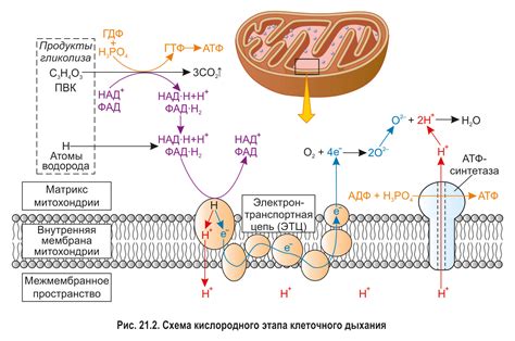 Клеточное дыхание