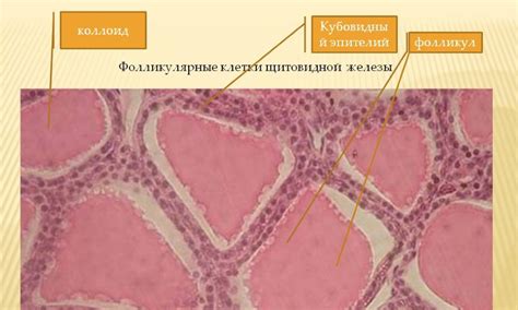 Клеточный состав тиреоидного эпителия