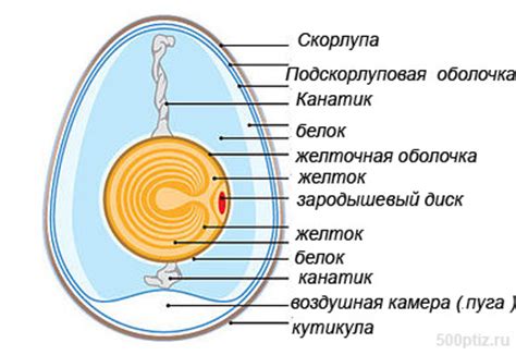 Ключевая информация о значении сновидений с куриного яйца, которое находится в состоянии беременности