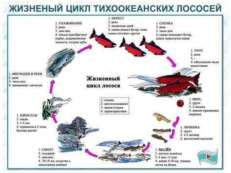 Ключевой момент в понимании процесса нереста – участие обглоданной рыбы