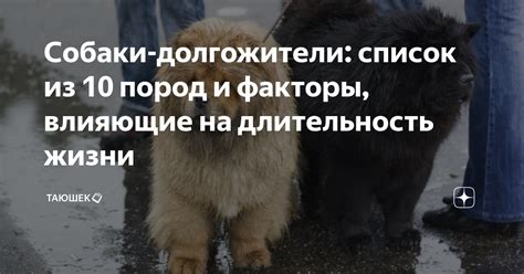 Ключевые факторы, влияющие на поведение собаки