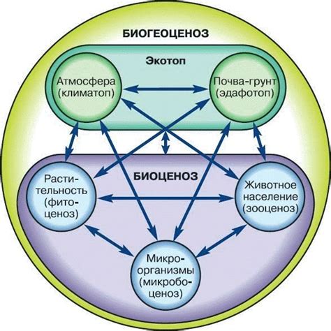 Коагуляционная система: основные компоненты и взаимодействие