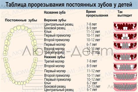 Когда ждать рост постоянных зубов