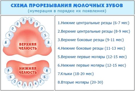 Когда начинается прорезывание чапру?