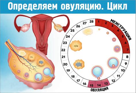 Когда происходит овуляция?