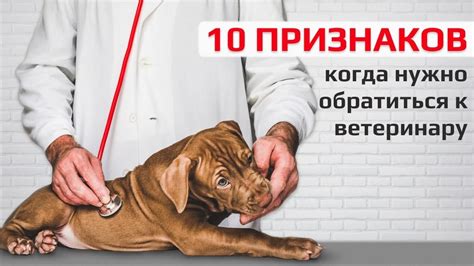 Когда стоит обратиться к ветеринару?