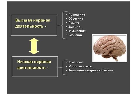 Когнитивные реакции и восприятие