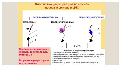 Кожные рецепторы и чувство боли